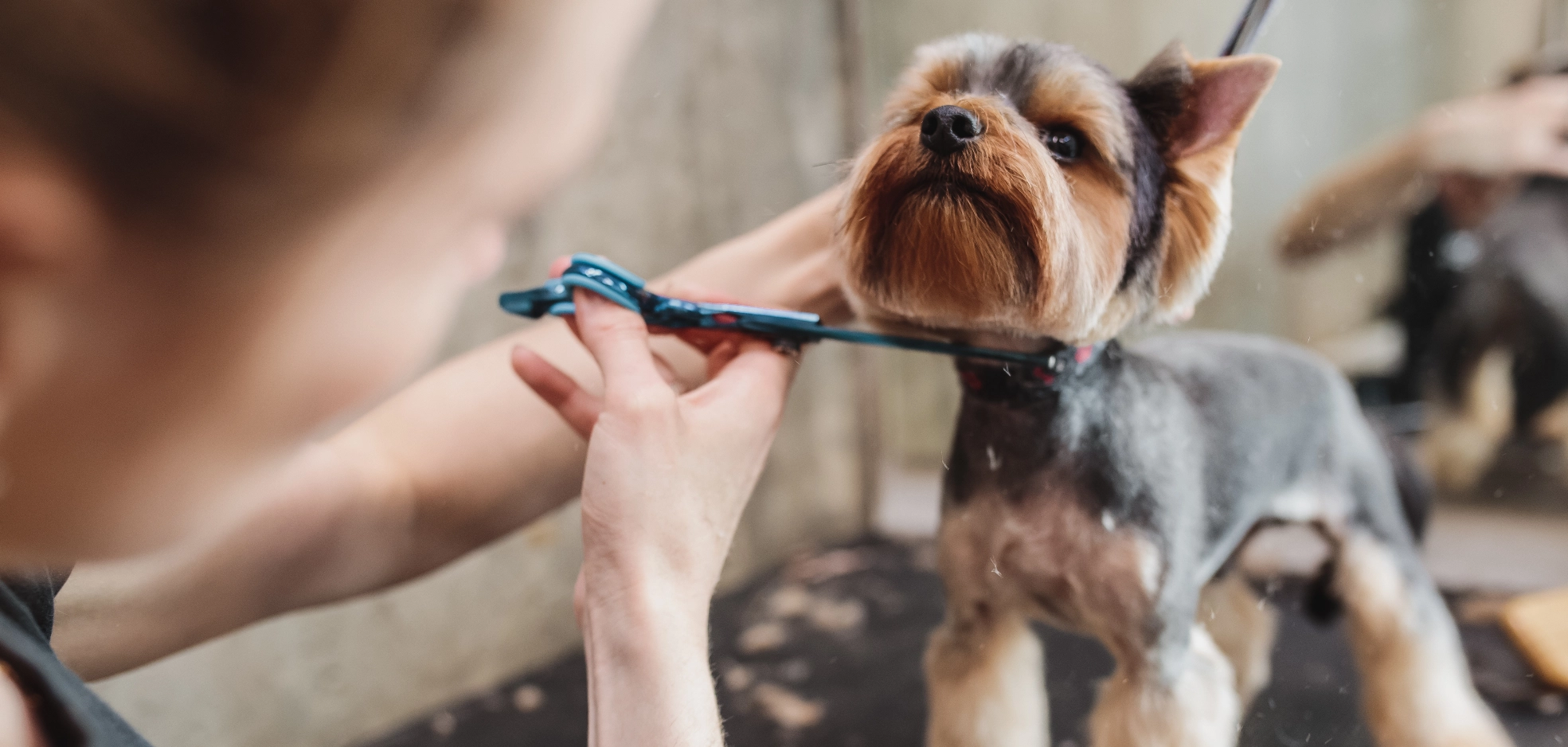 Image Gallery tec-nut.com for Dorking Pet Grooming -  Free Website,  Pet spa services, Pet grooming, Free Website, Tec-Nut.com Websites, New Company, easy website, No Coding Website,  Dog grooming services,  Pet haircuts, New Website, Best Website Builder